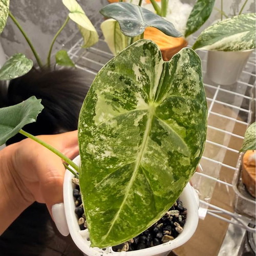 Alocasia Frydek Variegata new rooted plant