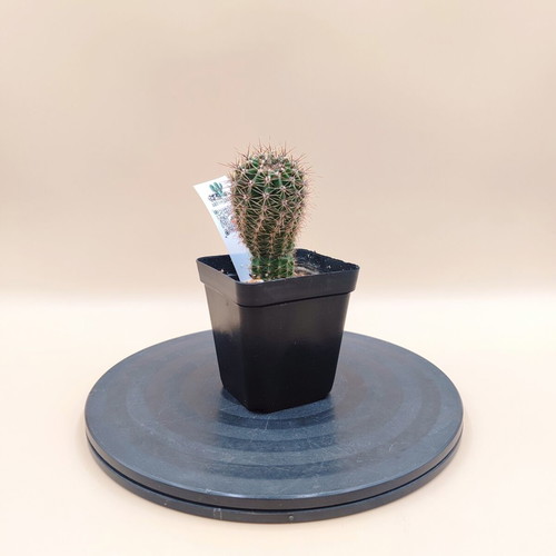 Echinopsis cactus in plastic pot, new, set of 5 mini plants