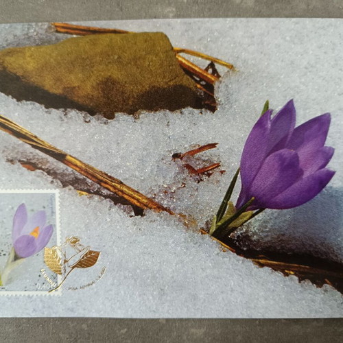 Greek flora 2005 complete stamp series on maximum cards new