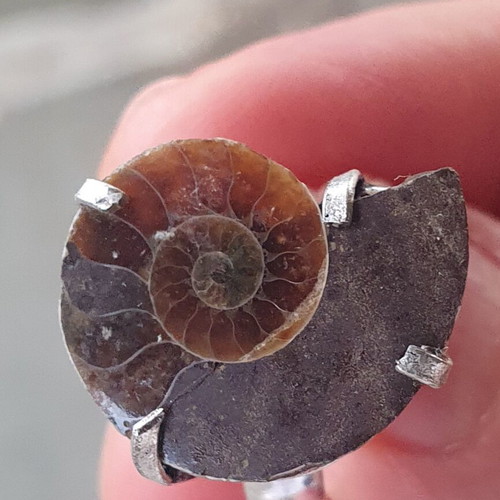 Ring with Fossilised Ammonite Size USA 6.5 Silver Plated New