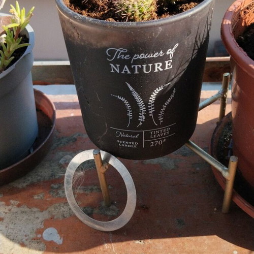 Σετ 4 μικροί σφαιρικοί κάκτοι Echinopsis με πυκνές αγκαθιές σε διακοσμητική γλάστρα