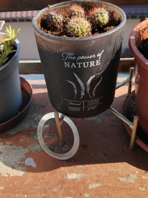 Σετ 4 μικροί σφαιρικοί κάκτοι Echinopsis με πυκνές αγκαθιές σε διακοσμητική γλάστρα