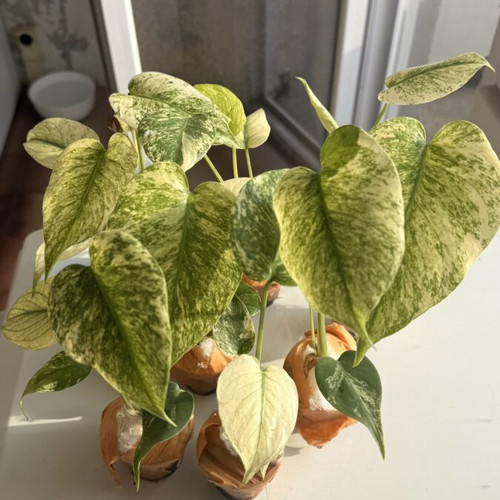 Monstera "Mint" new