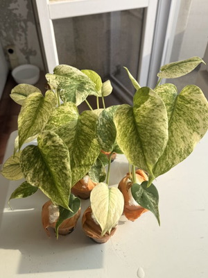 Monstera "Mint" new
