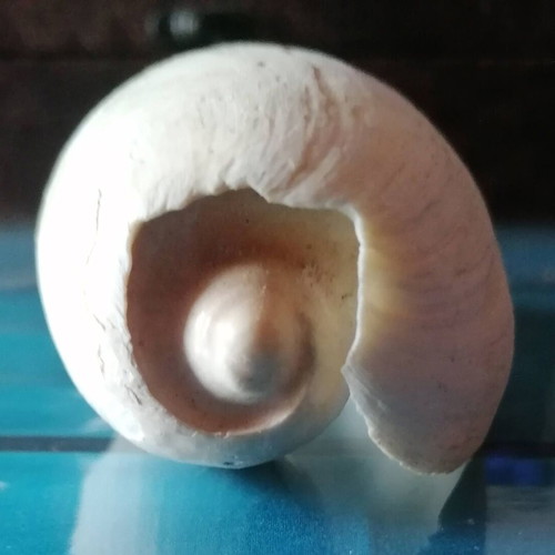 Medium Seashell #1 used