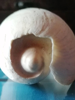 Medium Seashell #1 used