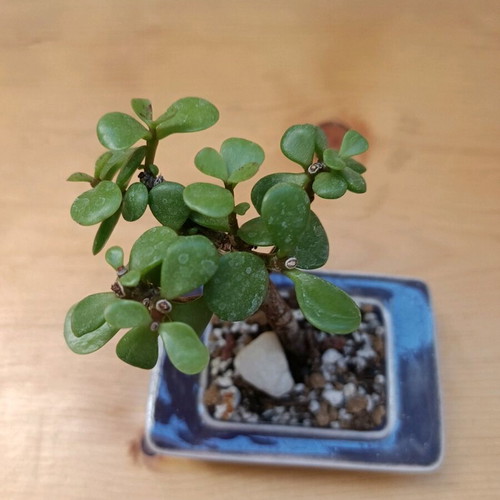Portulacaria Afra Shohin Style 10cm new