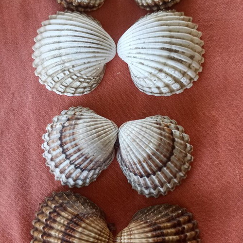 Natural Double Cockle Shells Set of 4 Acanthocardia, like new