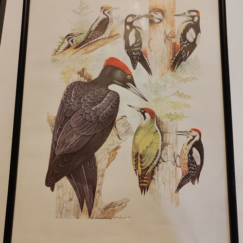 Engravings with animals and birds from Greek fauna new