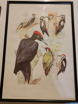 Engravings with animals and birds from Greek fauna new
