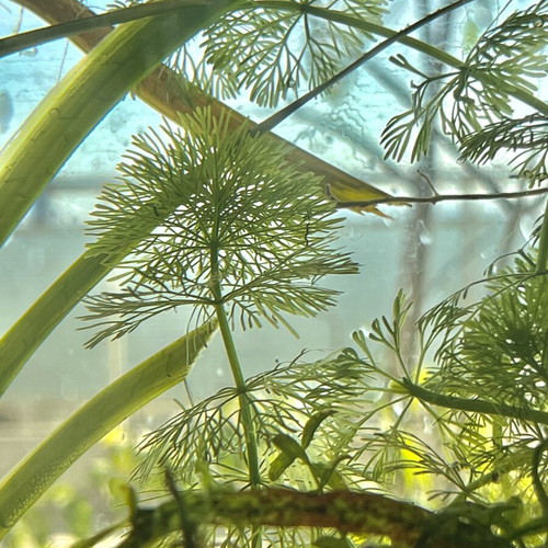 Limnophila Sessiflora cuttings, pack of 8