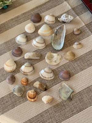 Sea shells like new, pack of 25 with 10 bonus pieces