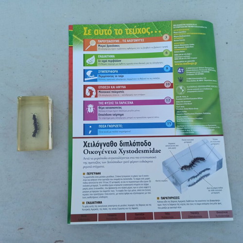 National Geographic Xystodesmidae Millipede with Book like new