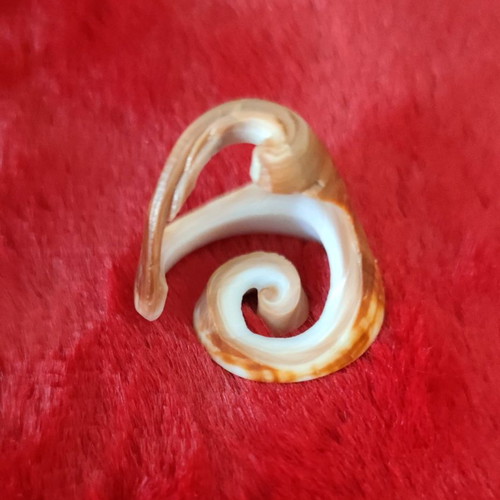 Shell ring used, unique design