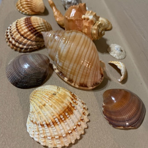 Natural shells like new, pack of 10, for decoration