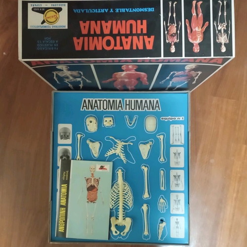Vintage educational anatomy model with Greek book and red membrane new