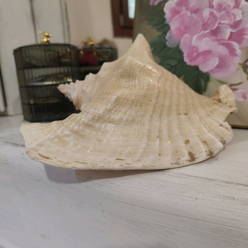 Large natural shell like new