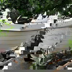  Βάρκα