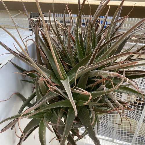 Aloe plants used, healthy and strong, ready for transplanting