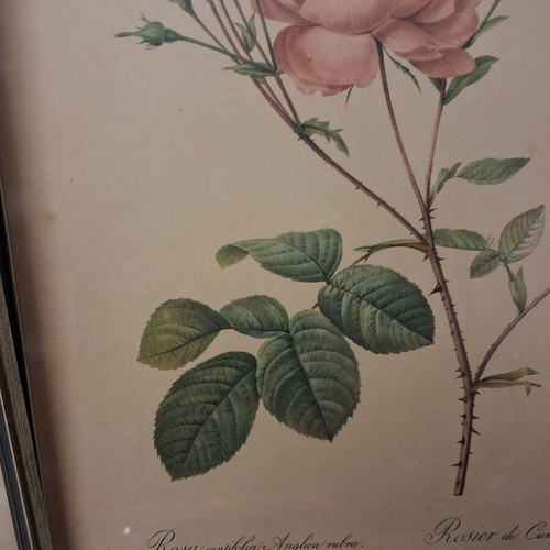 Pair of old botanical engravings Redouté Les Roses used, 31x41 cm