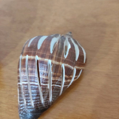 Large helmet shells like new for decoration and collections
