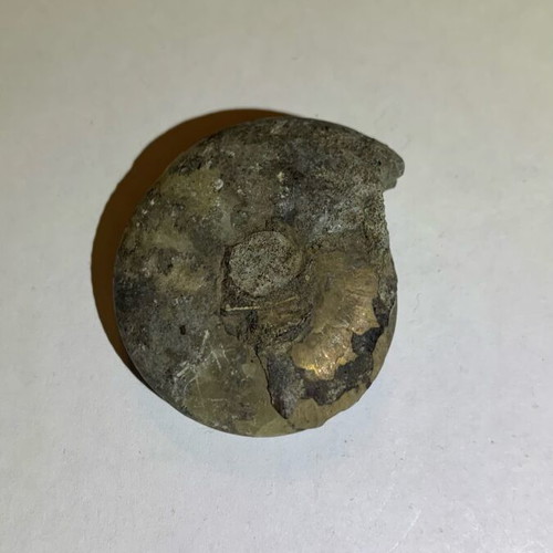 Ammonite fossil used