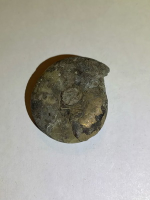 Ammonite fossil used