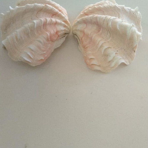 Giant Tridacna Squamosa Clam Shells new, matched pair