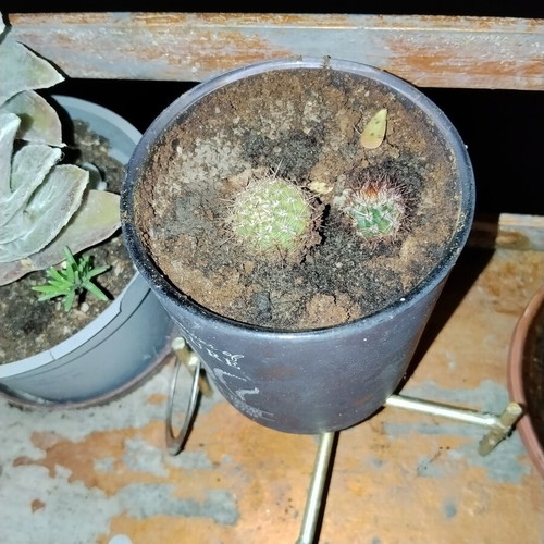Echinopsis small spherical cactus set of two with dense spines in decorative pot