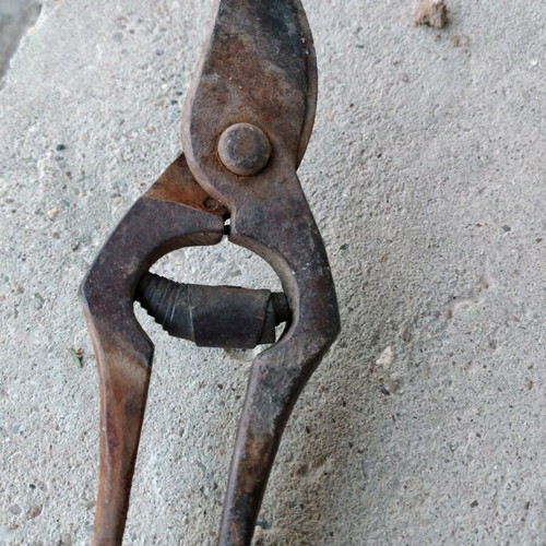 Grape pruning shears used, over 60 years old