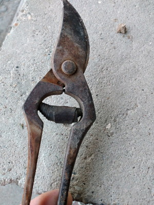 Grape pruning shears used, over 60 years old