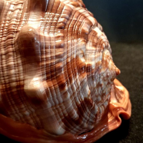 Cypraecassis rufa shell new, tropical bullmouth cameo specimen