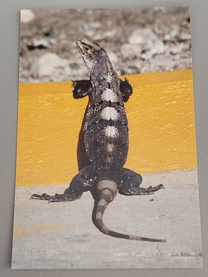 Black Iguana Nature Photo Collectible new