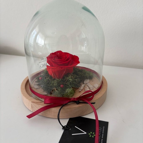 Forever Rose glass dome with rose new