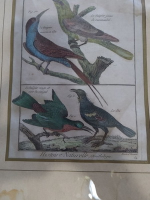 Histoire Naturelle Ornithologie 1790 hand-colored engraving by Robert Bénard