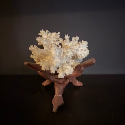 Natural White Coral on Wooden Base collectible sea decoration like new