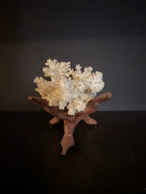 Natural White Coral on Wooden Base collectible sea decoration like new