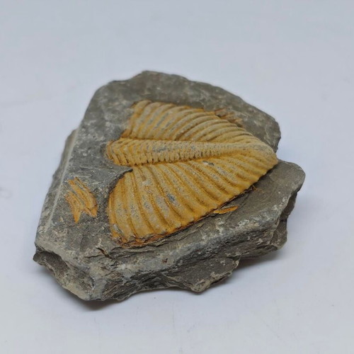 Trilobite Fossil in Natural Shale Rock like new