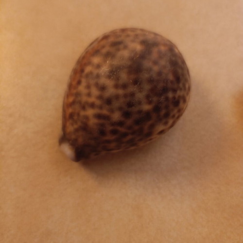 Cypraea tigris seashells like new, set of 2 pieces