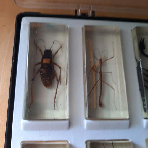 Insect collection like new with display case