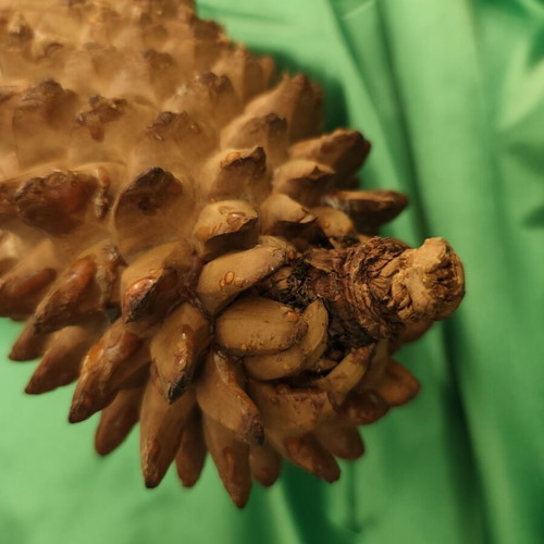 Natural Christmas Pinecone like new