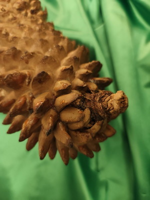 Natural Christmas Pinecone like new