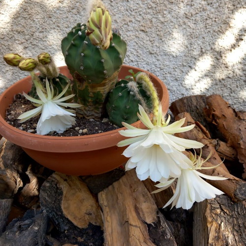 Cactus 21 used