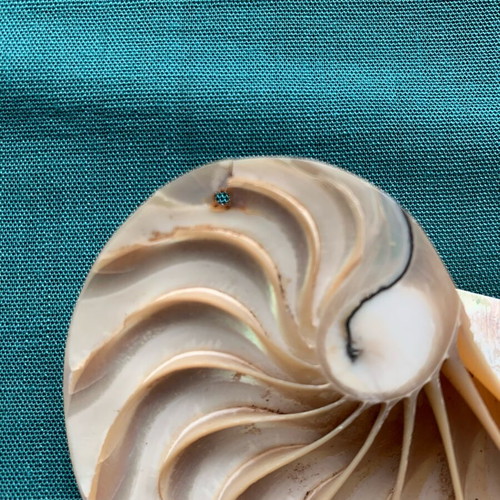 Nautilus half shell decorative, like new