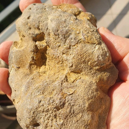 Fossilized Sponge from Thebes 11cm Cretaceous Period new