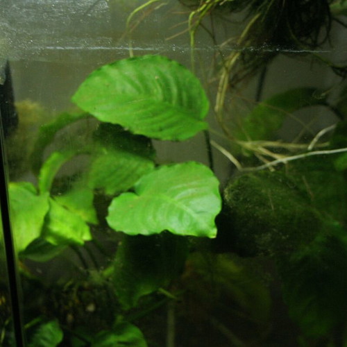 Aquarium 25 liters like new with filter, substrate, plants, and heater