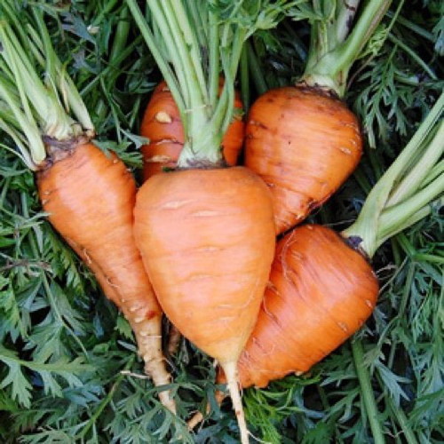 Parisian Round Carrot Seeds Daucus Carota, pack of 25