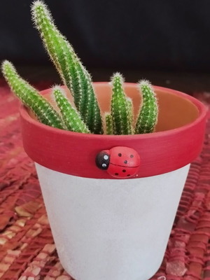Real cactus in handmade pot new