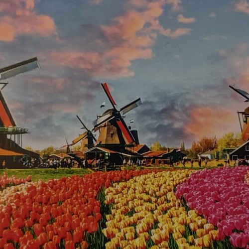 Puzzle "Tulips of Netherlands" 1000 pieces new