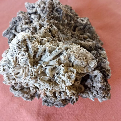 Vintage Authentic Mediterranean Coral Specimen 16 cm, 1980s